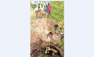 ஸ்ரீவில்லிபுத்தூா் அருகேகிணற்றில் தவறி விழுந்த மாடு மீட்பு