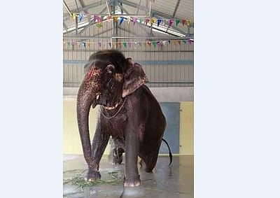 ஸ்ரீவிலி. ஆண்டாள் கோயிலில் ‘ஷவரில்’  குளித்து மகிழ்ந்த யானை ஜெயமால்யதா