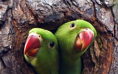 மனதை கொள்ளையடிக்கும் பறவைகள் - புகைப்படங்கள்