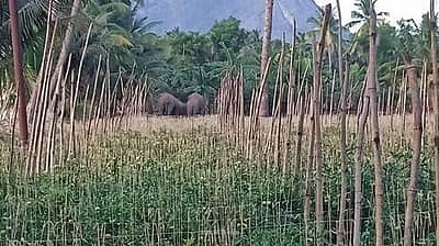 கோவை அருகே வழி தவறி வந்த காட்டு யானை:  வனத்திற்குள் விரட்ட தீவிர முயற்சி