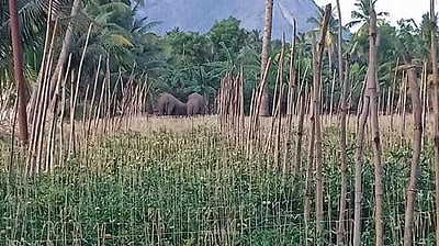 கோவை அருகே வழி தவறி வந்த காட்டு யானை:  வனத்திற்குள் விரட்ட தீவிர முயற்சி