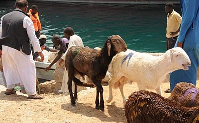 சூடான்: கப்பல் கவிழ்ந்ததில் 15,000 ஆடுகள் கடலில் மூழ்கி உயிரிழப்பு