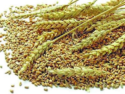 வறண்ட வானிலை: பஞ்சாப், ஹரியாணாவில் கோதுமை பயிர் பாதிக்கலாம் - நிபுணர்கள் எச்சரிக்கை