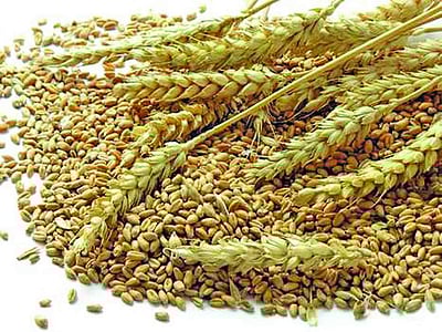 இந்திய கோதுமைக்கு ஐக்கிய அரபு அமீரகம் தடை