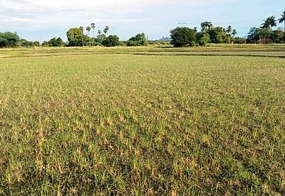 வெயிலின் தாக்கத்தால் கருகிய நெல் பயிா்கள்: விவசாயிகள் வேதனை