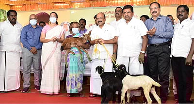 125 பயனாளிகளுக்கு விலையில்லா ஆடுகள்: அமைச்சா்கள் வழங்கினா்