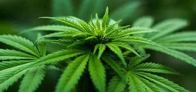 கொலம்பியா: உருளைக்கிழங்கு வடிவில் போதைப் பொருள் கடத்தல்