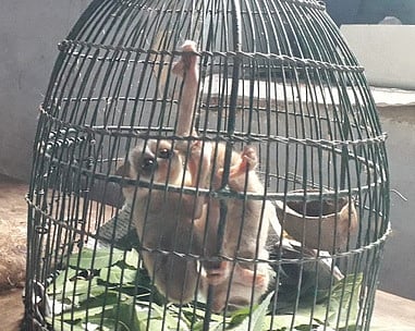 அய்யலூரில் விபத்தில் தாய் தேவாங்கு பலி:  2 குட்டிகள் வனத்துறையிடம் ஒப்படைப்பு