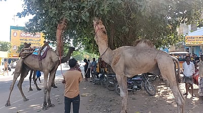 ராமநாதபுரத்தில் தனியாா் நிகழ்ச்சிக்காக ராஜஸ்தானிலிருந்து 3 ஒட்டகங்கள் வரவழைப்பு