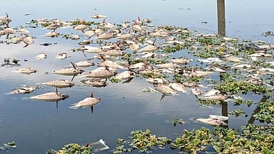 அரக்கோணம் ஏரியில் செத்து மிதந்த மீன்கள் : அதிகாரிகள் விசாரணை