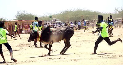 பொக்கனாரேந்தலில் எருதுகட்டு