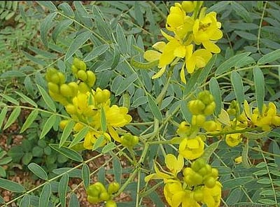 சுகம் தரும் சித்த மருத்துவம்: ‘ஜெர்ட்’பிரச்னைக்கு தீர்வு தரும் ‘நிலாவாகை’