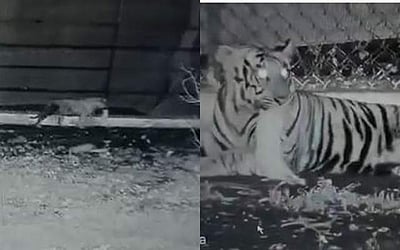 முயலை வேட்டையாடும் பயிற்சி புலி: விடியோ வெளியிட்ட வனத் துறை