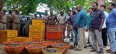 மண்டபத்திலிருந்து இலங்கைக்கு கடத்தவிருந்த 650 கிலோ கடல் அட்டைகள் பறிமுதல்