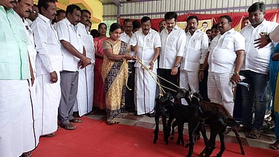 கும்மிடிப்பூண்டியில் 100 பேருக்கு விலையில்லா ஆடுகள் வழங்கும் விழா