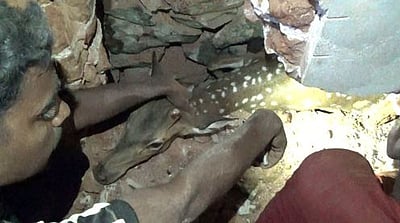 சுவரின் இடுக்கில் சிக்கித் தவித்த மான் மீட்பு