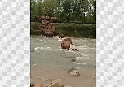 நதியோட்டத்திலிருந்து குட்டியைக் காக்கும் யானை: அருமையான விடியோ