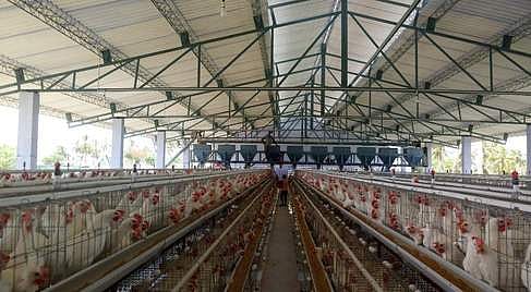 நாட்டில் 40 சதவீத கோழிப் பண்ணைகள் மூடல்: முட்டை விலை தொடா்ந்து அதிகரிக்க வாய்ப்பு