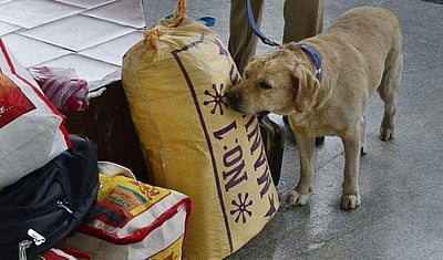 அமர்நாத் யாத்திரை பாதுகாப்பு: 130 துப்பறியும் நாய்கள்