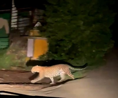 குன்னூா் டைகா் ஹில் பகுதியில் சிறுத்தை நடமாட்டம்