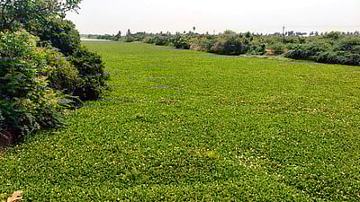 வெங்காயத் தாமரை செடிகளை அகற்ற விவசாயிகள் கோரிக்கை