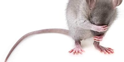 நிலநடுக்கத்தில் சிக்கியவர்களை கண்டறியும் எலி