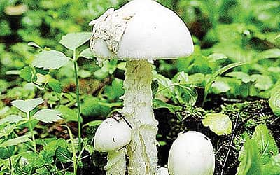 விடுகதைகள்