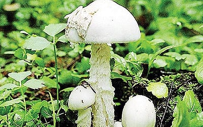 விடுகதைகள்