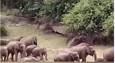 ஆழியாறு அணையில் 23 காட்டு யானைகள் முகாம்: தீவிர கண்காணிப்பில் வனத்துறையினர்