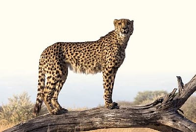 ஆகஸ்டில் இந்தியாவுக்கு மீண்டும் வருகிறது சிறுத்தைப் புலி