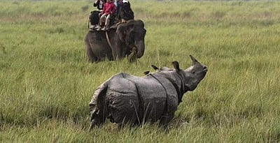 காசிரங்காவில் வனவிலங்குகளை விபத்துகளிலிருந்து பாதுகாக்க புதிய உத்தரவு