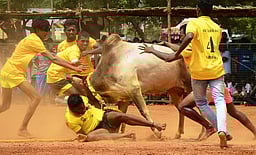 சிவகங்கை அருகே மஞ்சுவிரட்டு: 35 போ் காயம்