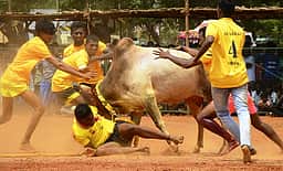 தேவகோட்டை அருகே
வடமாடு மஞ்சுவிரட்டு