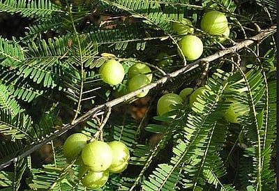 சுகம் தரும் சித்த மருத்துவம்: உடலை காக்கும் சிறந்த காயகல்ப மருந்து எது தெரியுமா?