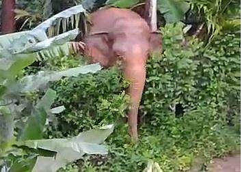 கூடலூர்: பகல் நேரத்தில் குடியிருப்புகளை சுற்றிவந்த காட்டு யானை