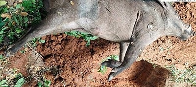 காட்டுப்பன்றி உயிரிழப்பு