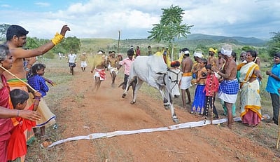 கம்பிளியம்பட்டி அருகே மாடு மாலை தாண்டும் திருவிழா