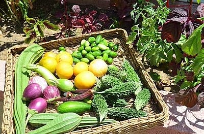 தோட்ட பராமரிப்பில் விருப்பமுள்ளவரா நீங்கள்?... இந்த செய்தி உங்களுக்குத்தான்!