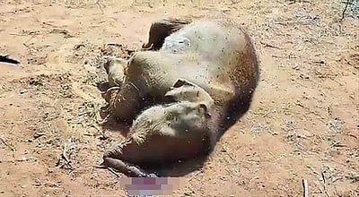 8 மாத குட்டி யானை வாயில் ரத்தத்துடன் உயிரிழப்பு- வனத்துறையினர் விசாரணை