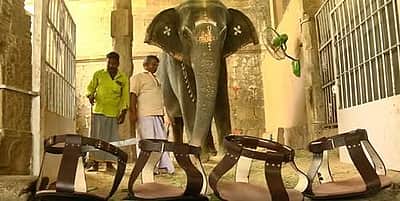 நெல்லையப்பர் கோயில் யானைக்கு மூட்டு வலி: மருந்தாக காலணி அணிவித்த பக்தர்கள்!