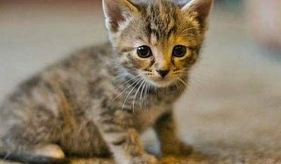 பூனைகளால் காற்று மாசுபாடு? பசுமைத் தீர்ப்பாயம் கூறுவதென்ன?