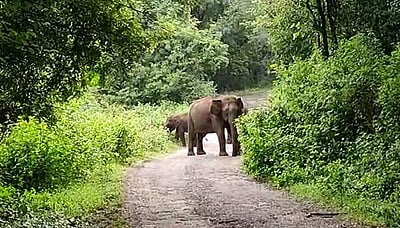 நவமலையில் அரசு பேருந்தை வழிமறிக்கும் யானை கூட்டம்: வைரல் விடியோ