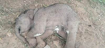 கோவை அட்டுக்கல் வனப்பகுதியில் இறந்த நிலையில் ஒரு மாத ஆண் யானைக்குட்டி