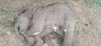 கோவை அட்டுக்கல் வனப்பகுதியில் இறந்த நிலையில் ஒரு மாத ஆண் யானைக்குட்டி