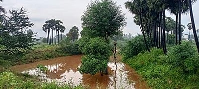 தஞ்சையில் கனமழை: 50 ஏக்கர் பயிர்கள் நீரில் மூழ்கின