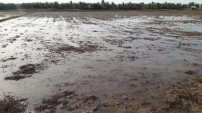 வேதாரண்யம் பகுதியில் இடியுடன் கூடிய மழை: தலைஞாயிறில் 60 மிமீ எனப் பதிவு