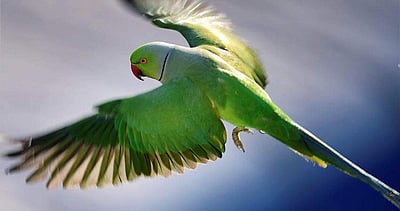 பயிற்சிபெற்ற, புத்திக் கூர்மையான.. : ரூ.10,000 பரிசுத் தொகையுடன் காணவில்லை போஸ்டர்!