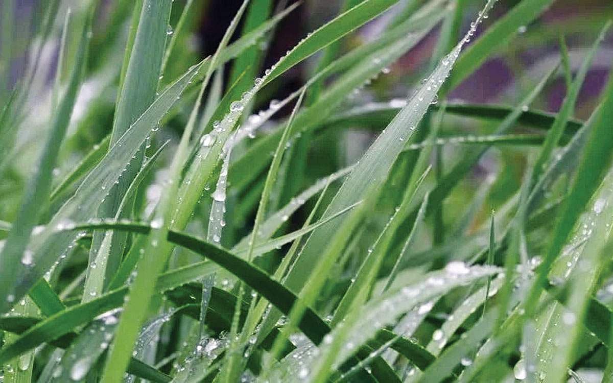 பனித்துளியே