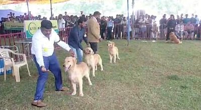 சேலம் நாய்க்கண்காட்சியில் 450 நாய்கள் பங்கேற்பு