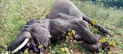 மேட்டூர் அருகே மின்சாரம் பாய்ந்து யானை உயிரிழப்பு